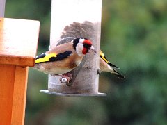 2016-01-09-chardonneret-élégant (2)